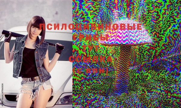 сатива Гусев