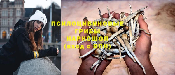 сатива Гусев