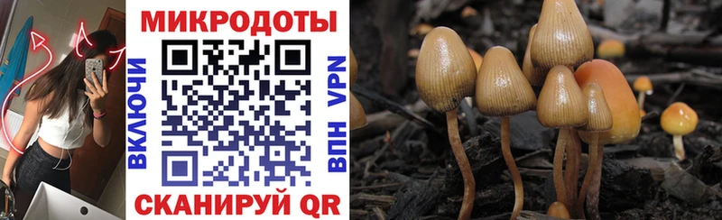 Купить где  Камызяк  Псилоцибиновые грибы GOLDEN TEACHER 